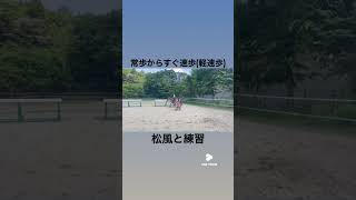 常歩からすぐ軽速歩 乗馬 馬動画 北海道和種 和種 [upl. by Landahl]