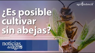 La importancia de las abejas para el medio ambiente  ExclusivoMSP [upl. by Aciruam]