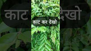 Benefits of Cutting Curry Leaves 🧐shorts shortvideo ytshorts trending garden [upl. by Ynafetse362]