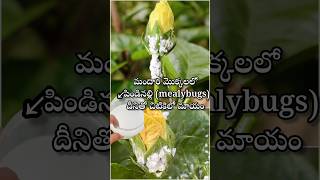 Mealybugs control on hibiscus plant youtubeshorts shortsyoutube viralshort garden [upl. by Pedrick920]