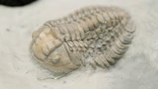 Finding Trilobites on Anticosti Island [upl. by Alleahcim]