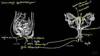 413  Anatomie van het vrouwelijk geslachtsorgaan [upl. by Demmahum17]