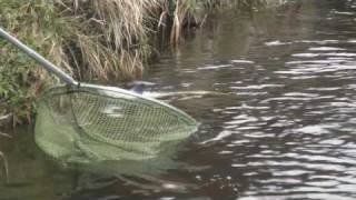 Springer salmon in Banchory river Dee flyfishing [upl. by Lyford]