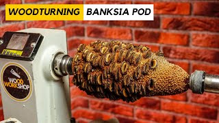 Woodturning Banksia Pod [upl. by Notlew]