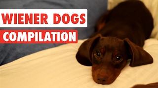 Wiener Dogs Video Compilation 2017 [upl. by Ttirrej]