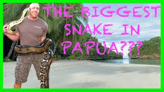 THE BIGGEST SNAKE IN PAPUA [upl. by Aidaas170]