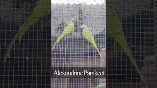 Alexandrine Parakeet [upl. by Bourque]