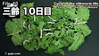 【蚕の一生】Cycle of the silkworm life 1033 三齢 [upl. by Nnyroc]