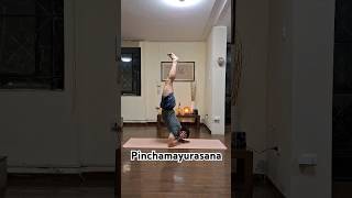 20240720 pinchamayurasana [upl. by Nixie876]