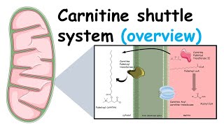 Carnitine shuttle system and beta oxidation of fatty acids [upl. by Leemaj]