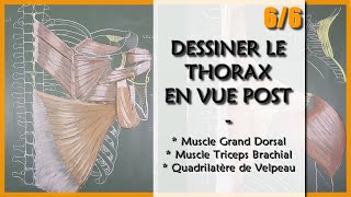 ANATOMIE  LE THORAX EN VUE POST  6 Muscles grand dorsal et Triceps Brachial [upl. by Atterrol632]