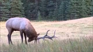 Elk Rut 2013 [upl. by Skolnik409]