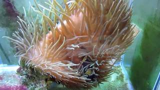 How to get your Clownfish to host an Anemone [upl. by Ecirtnuahs]