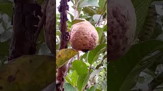 Guayabas Psidium guajava gigantes arbolesfrutales fruit arboles naturaleza [upl. by Nosecyrb]