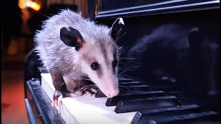 THE AWESOME OPOSSUM SONG  OPOSSUM NATION FILM [upl. by Macintyre]