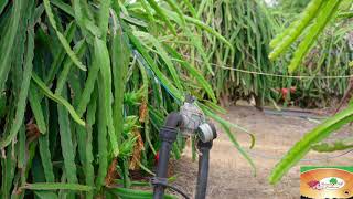 Harvest Hill Orchard  Northern Territory Dragon Fruit [upl. by Picco]