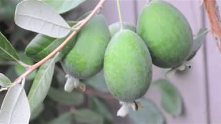 Growing Feijoa Acca sellowiana in South Coastal British Columbia [upl. by Tj]