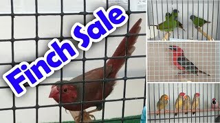 Bird Sale Queensland Finch Society Jan 2019 [upl. by Eboj]