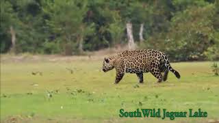 Big male Jaguar salivates over and stalks oblivious Tapir at Jaguar Lake [upl. by Melleta]