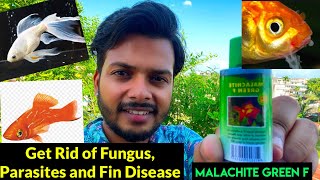 How to use Malachite Green F for fish  How to treat fungal infection on fish  Treatment of Fin Rot [upl. by Sseb]