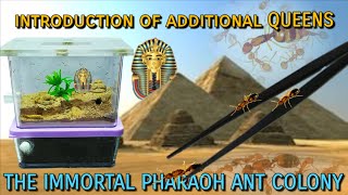 PHARAOH ANT COLONY 1 YR UPDATE  D colony [upl. by Neitsabes802]