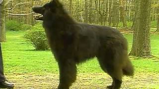 Belgian Sheepdog  AKC Dog Breed Series [upl. by Dasie]