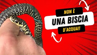 Questo SERPENTE NON è una biscia dacqua [upl. by Jens]