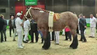 Belgian Draft Horsesnational championship 2014mares [upl. by Deutsch]