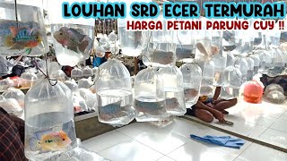 HARGA LOUHAN SRD DARI PETANI PARUNG‼️UPDATE HARGA LOUHAN  PASAR IKAN HIAS PARUNG‼️ [upl. by Benge402]