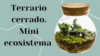 Como hacer un TERRARIO CERRADO  Mini ECOSISTEMA en un recipiente  cuidados y mas [upl. by Helbonnas]