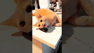 Cats can understand English cat pets funnypets funnycats shorts [upl. by Sadella652]