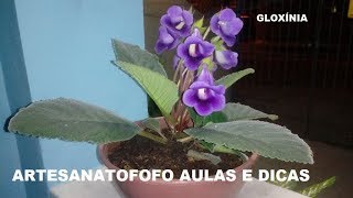 ⭐ GLOXINIA planta para INTERIOR ⭐ REPRODUCCIÓN por hoja 🍃 Hazlo tu mismo [upl. by Harias]