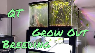 Aquarium Rack for BreedingQuarantineGrow Out UPDATE [upl. by Ittak931]