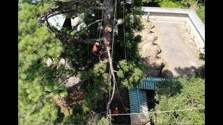 Great Arborist Work by Japanese Master Arborists Jugoshi [upl. by Lohner494]