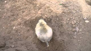 Prairie Dog Digging [upl. by Dawkins]