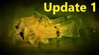 Breeding Panda Corydoras Update 1  Spawning Mop Method [upl. by Abehshtab884]