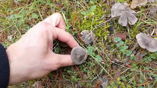 Típico crecimiento agrupado de ratones Tricholoma terreum [upl. by Raf]