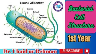 68 Cell MembraneCytoplasmNucleoidRibosomes Plasmid MesosomesGranulesSporesCyst  Class 11 [upl. by Hannahs179]