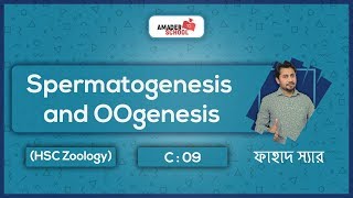 03 Spermatogenesis and OOgenesis  Human Reproductive System HSC Zoology [upl. by Iand]