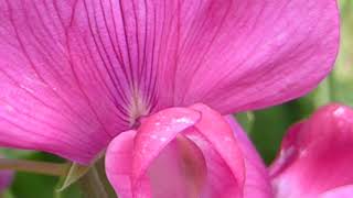 Everlasting Sweet pea  Lathyrus latifolius  Ilmbaun  Eiturjurt  Sumarblóm  Ilmlaus blóm [upl. by Wood]