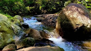 Water River Sounds for Sleeping Relaxation and Stress Forest River Sound Calm for study meditation [upl. by Ali]