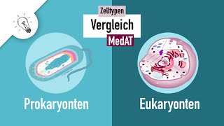 Zelltypen I  Prokaryonten vs Eukaryonten  MedAT  Biologie [upl. by Pryce719]