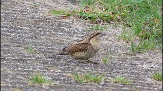 Wryneck  Draaihals [upl. by Tilla]