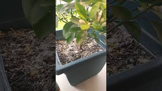 Tips on keeping calamondin in cold canadian climate indoors [upl. by Amiarom994]