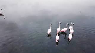 FLAMINGOS Reserva Nacional de Paracas PERU 01 2018 [upl. by Thurnau]