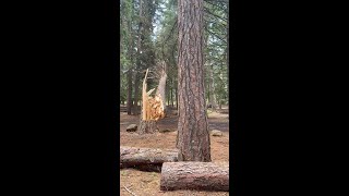 Exploding Pine Tree mountain forest tree chainsaw offgridliving wood viral shorts nature [upl. by Nerrol798]