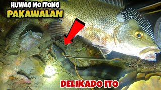 NIGHT SPEARFISHING PHILIPPINES FISH HUNTING AT NIGHT [upl. by Lenhard]