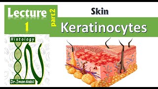 1b Histology of the epidermis part2Keratinocytes and epidermal layers Skin [upl. by Nylaf56]