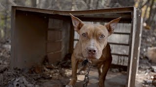 Dogs amp Puppies Rescued From Suspected AL Dogfighters [upl. by Aikam]