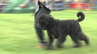 Ch Im Special Inessence Movado at Kanix  Bouvier des Flandres  Lambert [upl. by Llabmik]